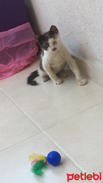 Tekir Kedi, Kedi  Loki fotoğrafı