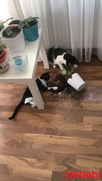 Tekir Kedi, Kedi  Loki fotoğrafı