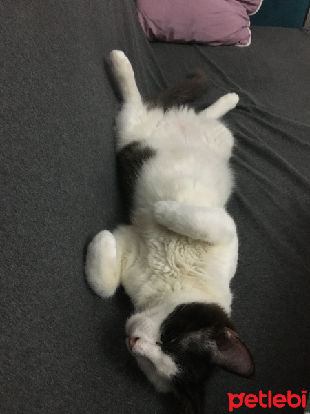 Tekir Kedi, Kedi  Loki fotoğrafı