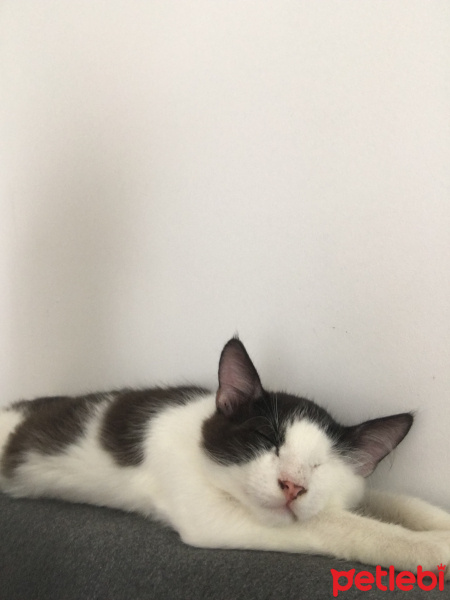 Tekir Kedi, Kedi  Loki fotoğrafı