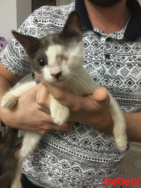 Tekir Kedi, Kedi  Loki fotoğrafı