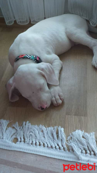 Dogo Arjantin, Köpek  05368897649 fotoğrafı