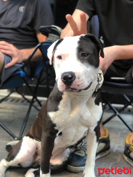 Amerikan Staffordshire Terrier, Köpek  TOMA fotoğrafı
