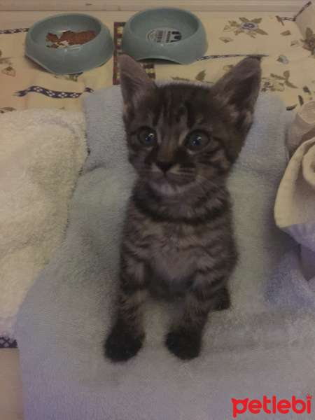 Tekir Kedi, Kedi  Zeus fotoğrafı