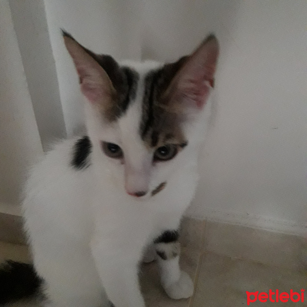 Tekir Kedi, Kedi  Barney fotoğrafı