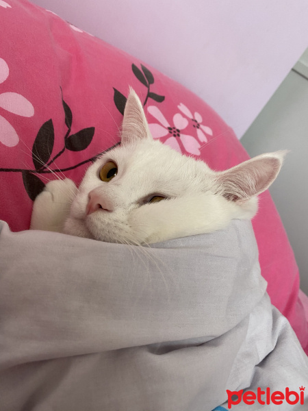 Van Kedisi, Kedi  Kefir fotoğrafı