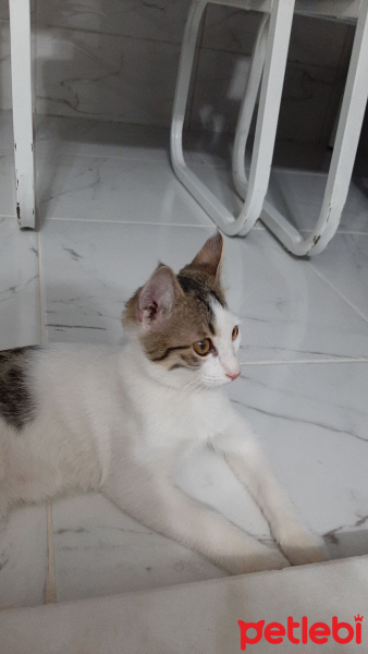 Tekir Kedi, Kedi  Duman fotoğrafı