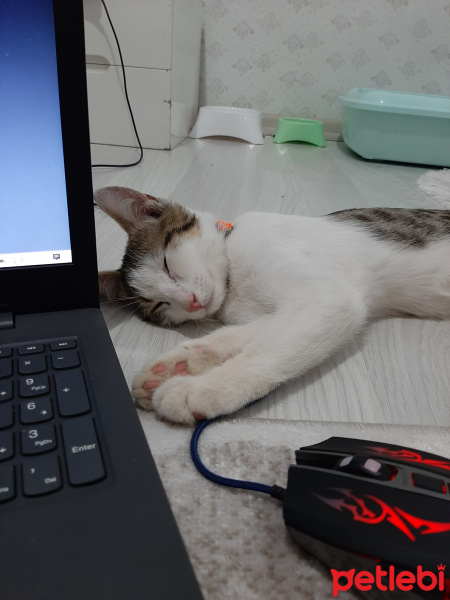 Tekir Kedi, Kedi  Duman fotoğrafı