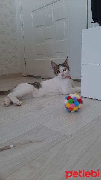 Tekir Kedi, Kedi  Duman fotoğrafı