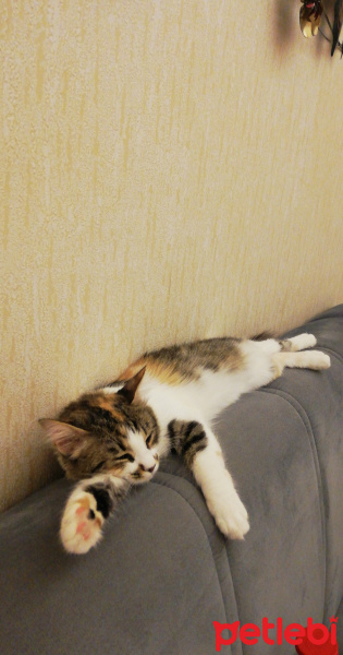 Tekir Kedi, Kedi  Boni fotoğrafı