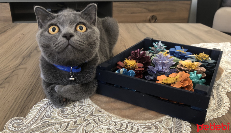 Scottish Fold, Kedi  Yumak fotoğrafı