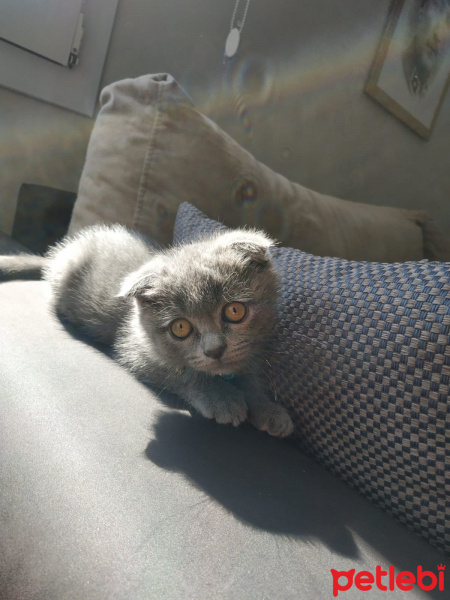Scottish Fold, Kedi  Yumak fotoğrafı
