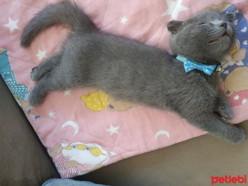 Scottish Fold, Kedi  Yumak fotoğrafı