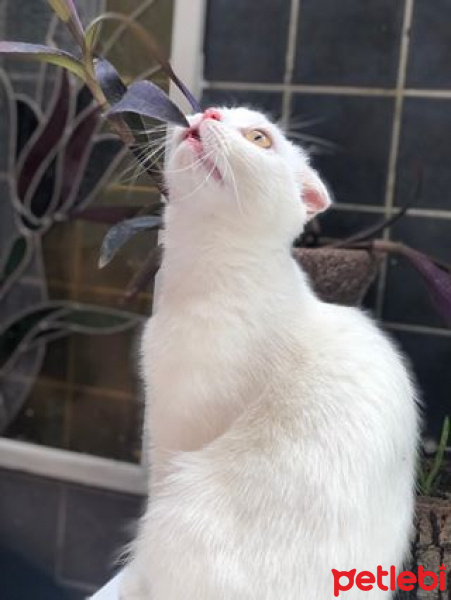 Scottish Fold, Kedi  Maya fotoğrafı