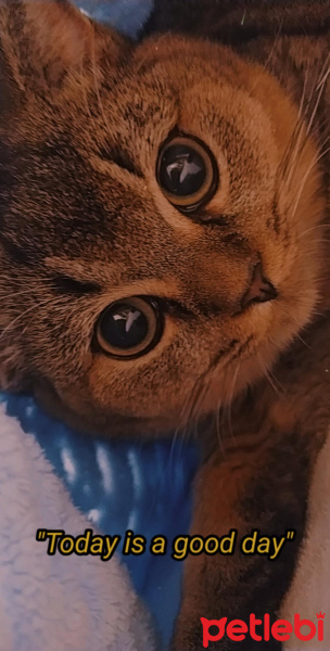British Shorthair, Kedi  Karamel fotoğrafı
