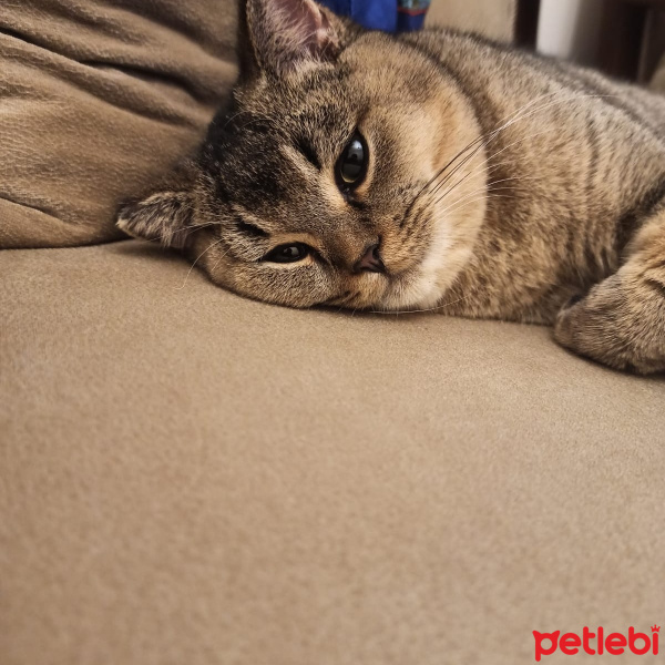 British Shorthair, Kedi  Karamel fotoğrafı