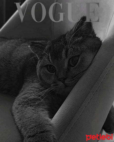 British Shorthair, Kedi  Karamel fotoğrafı