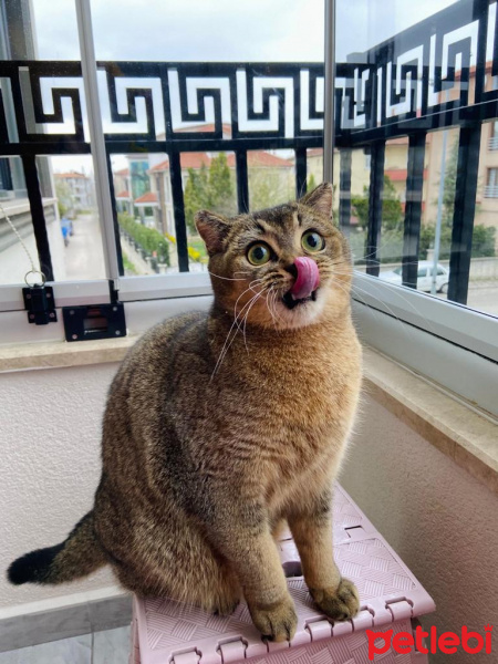 British Shorthair, Kedi  Karamel fotoğrafı
