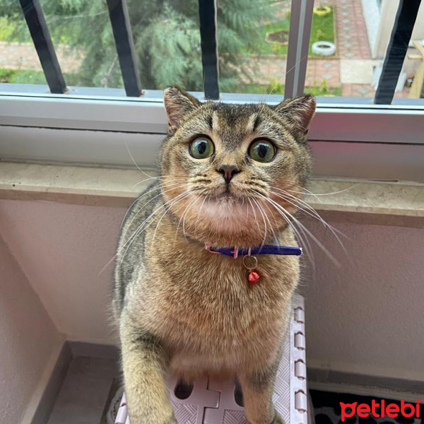 British Shorthair, Kedi  Karamel fotoğrafı
