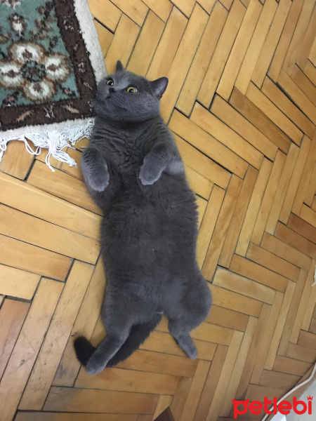 British Shorthair, Kedi  Duman fotoğrafı