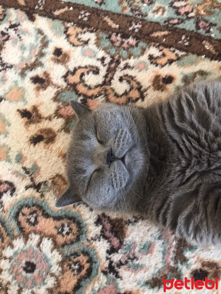 British Shorthair, Kedi  Duman fotoğrafı