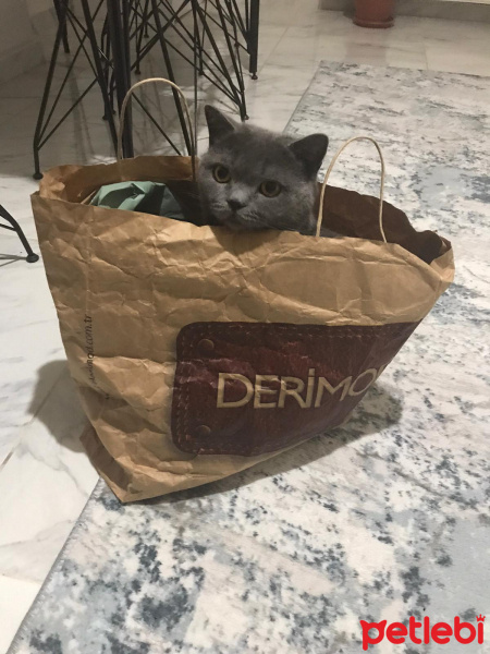 British Shorthair, Kedi  Duman fotoğrafı