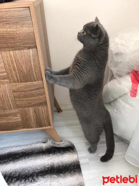 British Shorthair, Kedi  Duman fotoğrafı