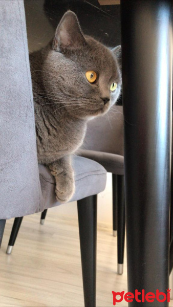 British Shorthair, Kedi  Duman fotoğrafı