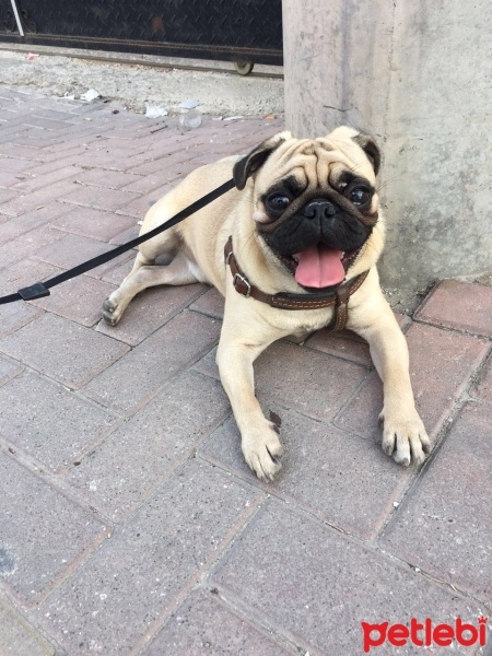 Pug, Köpek  Patron fotoğrafı
