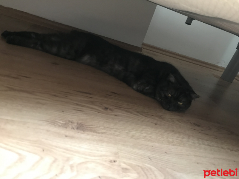 Scottish Fold, Kedi  Korkuluk fotoğrafı