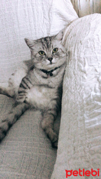 Scottish Fold, Kedi  Korkuluk fotoğrafı