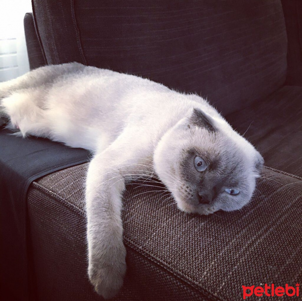 Scottish Fold, Kedi  Korkuluk fotoğrafı