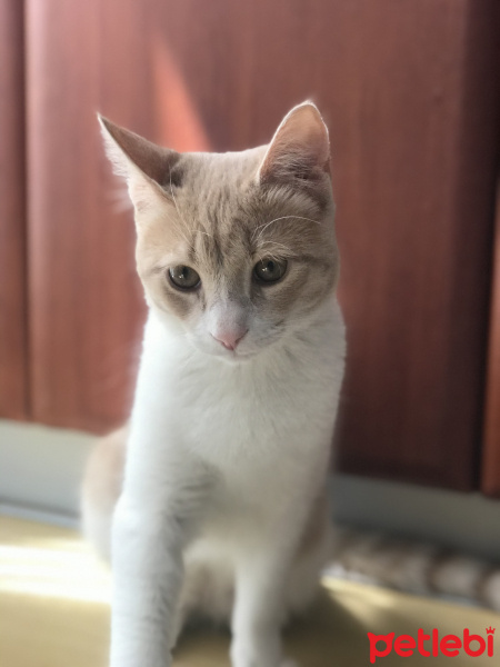 Tekir Kedi, Kedi  Karamel fotoğrafı