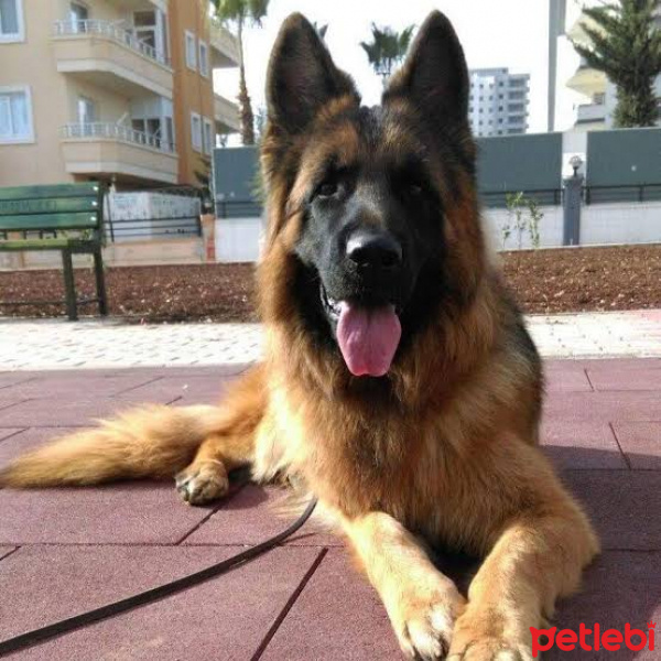 Alman Çoban Köpeği, Köpek  ASİL fotoğrafı