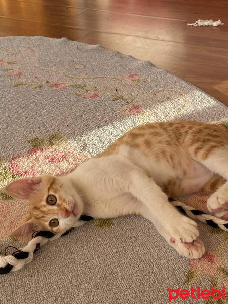 Tekir Kedi, Kedi  Nejat fotoğrafı