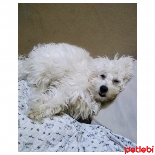 Maltese, Köpek  Daisy fotoğrafı