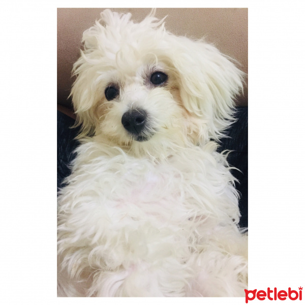 Maltese, Köpek  Daisy fotoğrafı