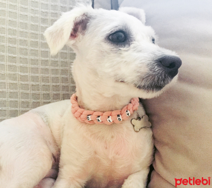 Maltese, Köpek  Daisy fotoğrafı