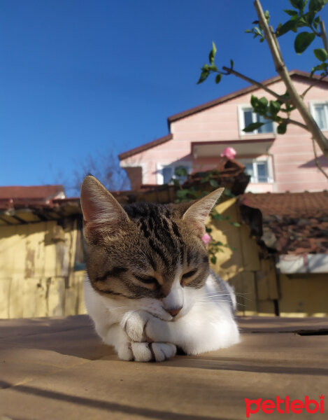 Tekir Kedi, Kedi  Çıtır fotoğrafı