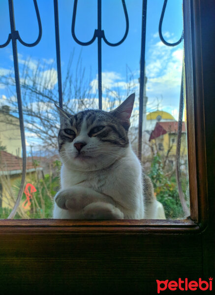 Tekir Kedi, Kedi  Çıtır fotoğrafı