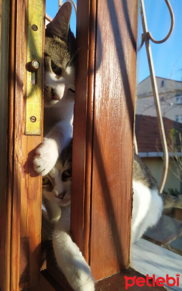 Tekir Kedi, Kedi  Yamyam fotoğrafı