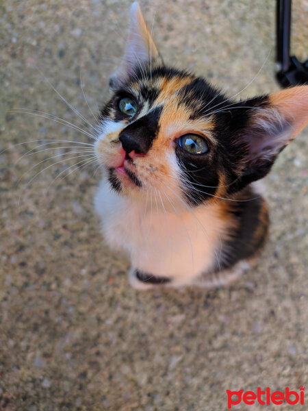 Tekir Kedi, Kedi  Çirkin fotoğrafı