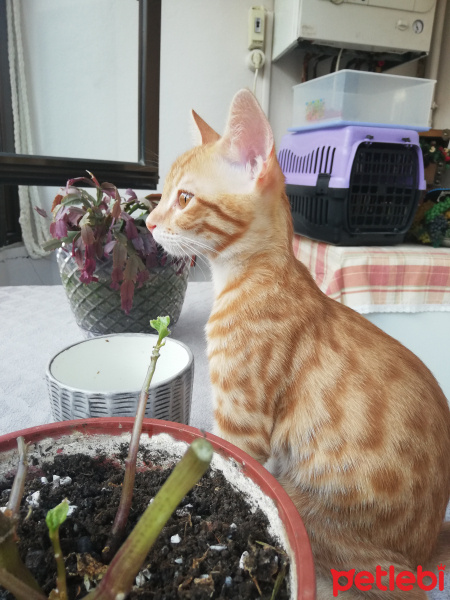 Sarman, Kedi  Mars fotoğrafı