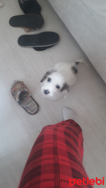 Jack Russell Terrier, Köpek  Tina fotoğrafı