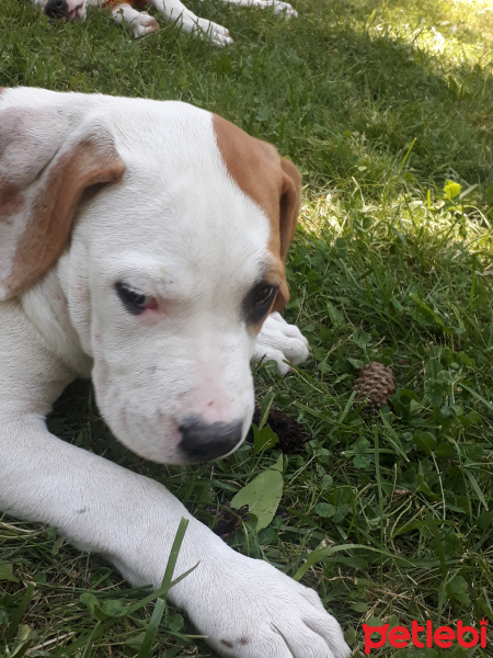 Amerikan Pitbull Terrier, Köpek  Pati fotoğrafı