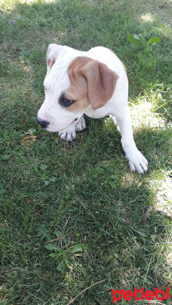 Amerikan Pitbull Terrier, Köpek  Pati fotoğrafı
