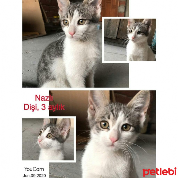 Tekir Kedi, Kedi  Nazlı fotoğrafı