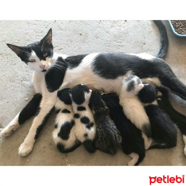 Tuxedo (Smokin) Kedi, Kedi  İsimsiz 6 minik yavru fotoğrafı