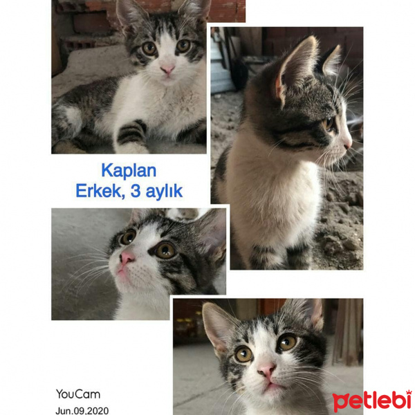Tekir Kedi, Kedi  Kaplan fotoğrafı