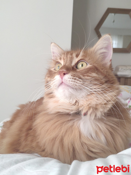 Sarman, Kedi  Karamel fotoğrafı